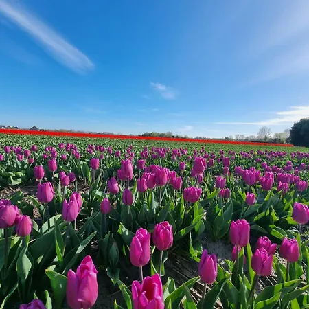 Bodhi House بيت للعطل